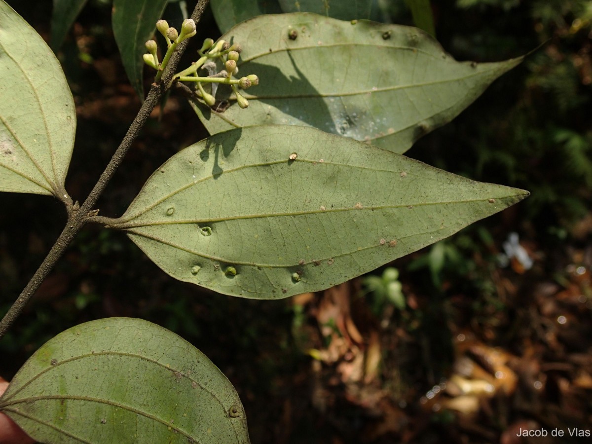 Cinnamomum dubium Nees